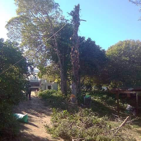 tree cutting
