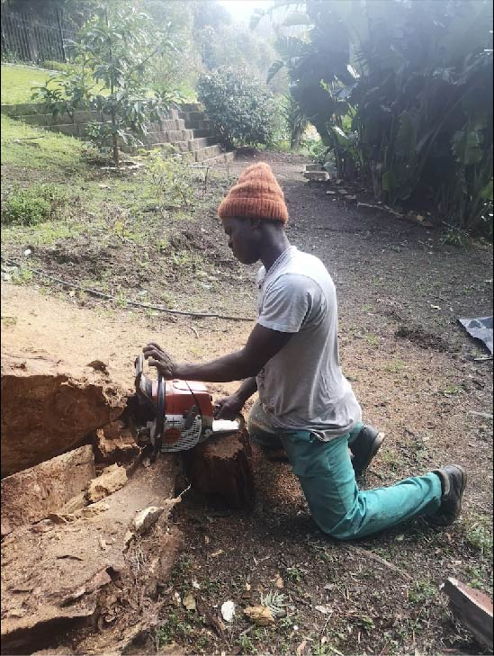 stump removal