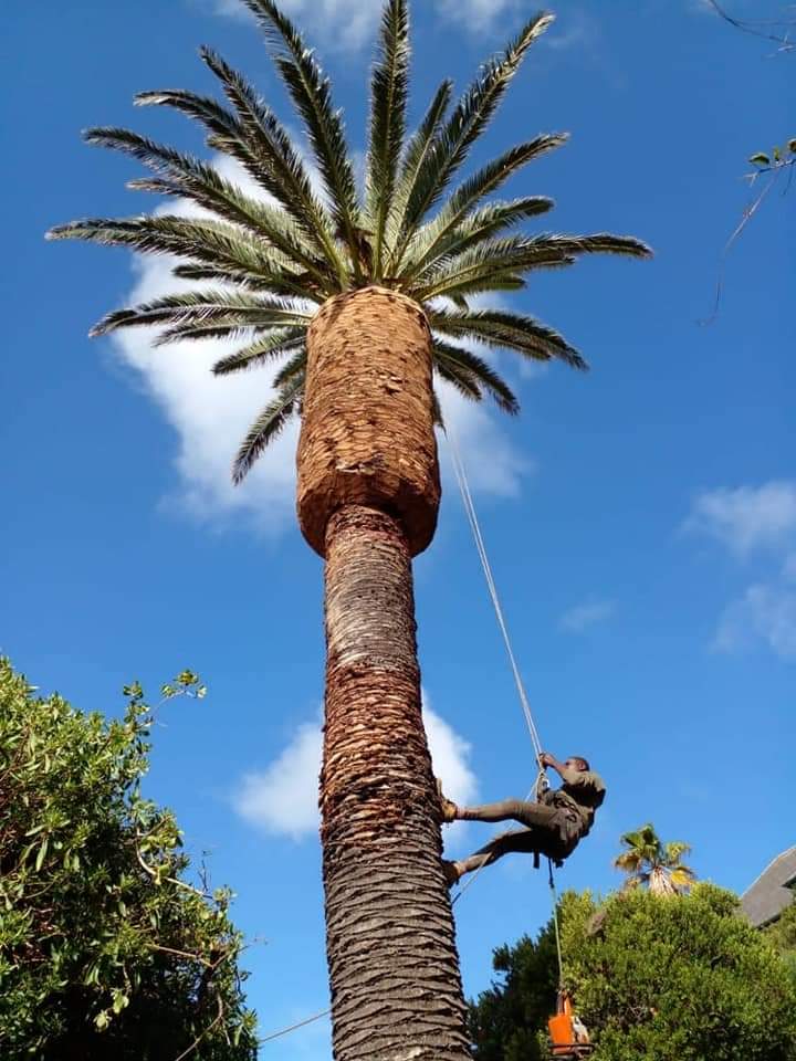 tree trimming